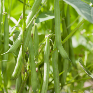 A cluster of green beans hanging from the plant, ready for picking.