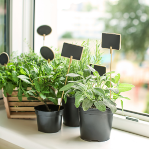 "A selection of potted herbs with blank labels on a sunny windowsill."