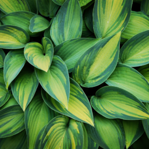  "Lush hosta leaves with vibrant green and yellow variegation create a dense pattern of foliage."