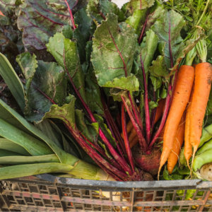 A variety of freshly harvested vegetables including leeks, vibrant beetroots, and orange carrots in a basket, epitomizing the richness of the earth.