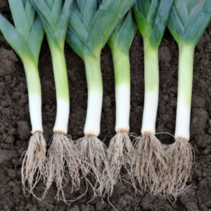 Article: Companion plants for leeks. Pic - "Fresh leeks with long white stems and robust green leaves, arrayed neatly on rich soil, displaying their fibrous roots.