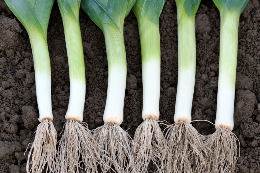 "Fresh leeks with long white stems and robust green leaves, arrayed neatly on rich soil, displaying their fibrous roots.