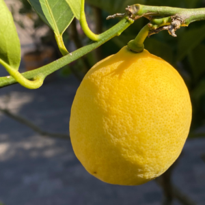 A single ripe lemon hanging from a branch, highlighted by sunlight."