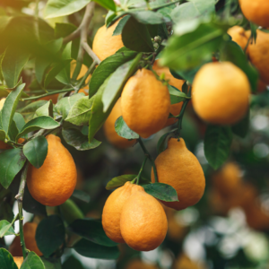 Article: Citrus Tree from Pips. Pic - "Lemons with a golden hue dangle amongst lush leaves on a lemon tree."