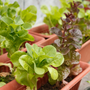 "Several pots of vibrant green and red lettuce growing lushly in a small urban garden space."