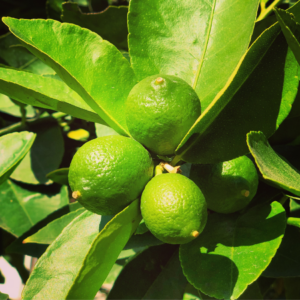 "Limes nestled among vibrant green leaves in bright sunlight.