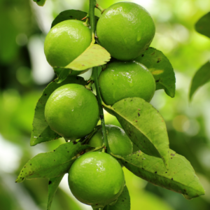 Article: Growing Lime Trees in a pot. "A bunch of limes clustered on a stem, glistening with moisture, nestled among leaves with a soft-focus background.