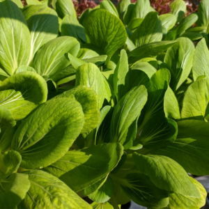 "Lush mustard greens with large, vibrant leaves thriving under bright sunlight.