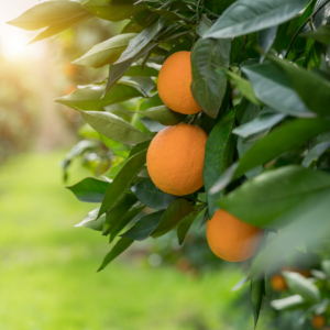  Close-up view of ripe oranges hanging on the branch of an orange tree, with vibrant green leaves and soft sunlight filtering through in the background.