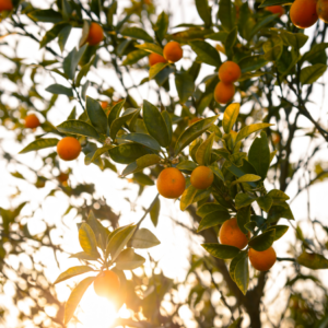  Orange tree branches laden with ripe fruit, bathed in warm sunlight, against a bright sky.