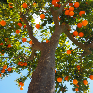  Upward view of an orange tree trunk with branches full of ripe oranges against a clear blue sky.