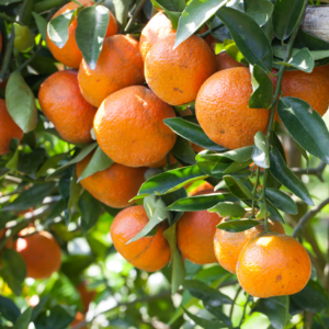 Close-up of a cluster of ripe oranges hanging densely on a branch with deep green leaves.