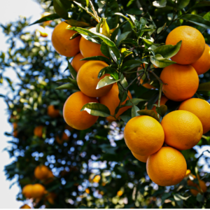  Cluster of ripe oranges hanging from a branch with green leaves, with more oranges visible in the background.