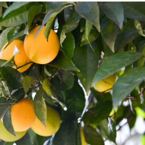  Close-up of ripe and unripe oranges hanging on a tree branch with deep green leaves.