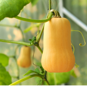 Butternut squash hanging from the vine in a greenhouse, with a soft focus background.