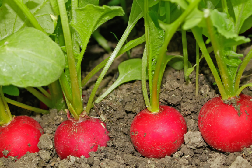 "Bright red radishes with green stems growing in dark, fertile soil.