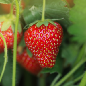"Ripe strawberries nestled in a garden, vivid red with seeds dotting their surface, surrounded by the greenery of companion plants.
