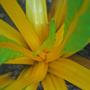Close-up of a Swiss chard plant with vibrant yellow stems and green leaves.