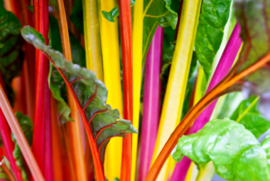 Close-up of colorful Swiss chard stalks, displaying vibrant red, yellow, and pink stems with green leaves.