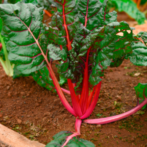 Swiss chard plant growing in the soil, displaying vibrant red stems and green leaves.