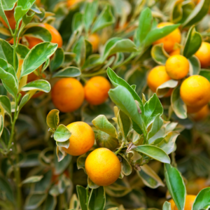Article: tips for growing Tangerine Trees. Variegated tangerine branches laden with ripe, golden-orange fruits nestled among green leaves with creamy white edges