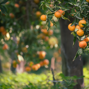 Article: tips for growing Tangerine Trees. Pic - Sun-kissed tangerines dangle amidst lush foliage on a serene orchard backdrop.