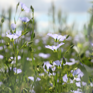 A field of blue flax flowers under a bright sky, with the soft focus creating a dreamy landscape, perfect for accompanying thyme.