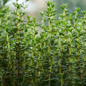 Article: Thyme Companion Plants. "Dense thyme plants reaching upwards with tiny, vibrant green leaves, showcasing the herb's natural growth pattern."