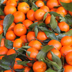 Article: Growing Citrus trees.. Pic - Cluster of fresh tangerines with vibrant orange peel and lush green leaves, freshly picked and gathered.