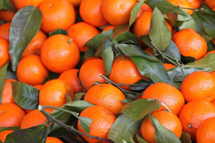 Cluster of fresh tangerines with vibrant orange peel and lush green leaves, freshly picked and gathered.