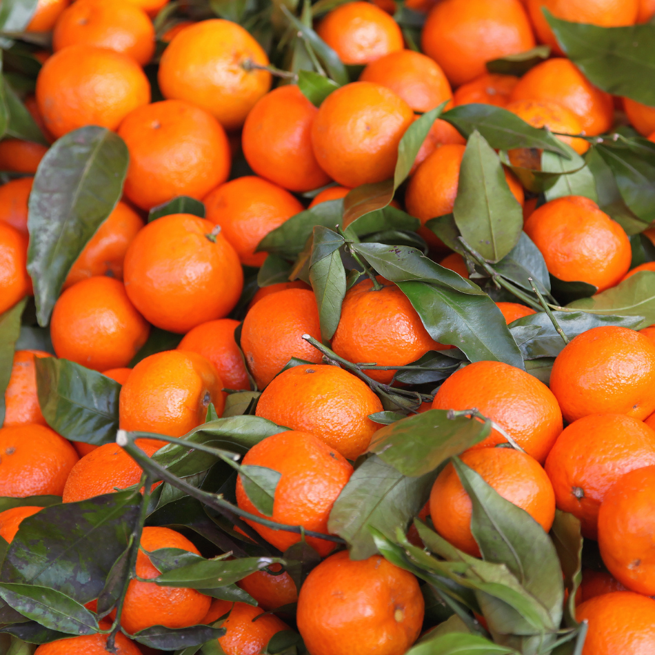 Tips For Growing Tangerine Trees - Organic Gardener Pro