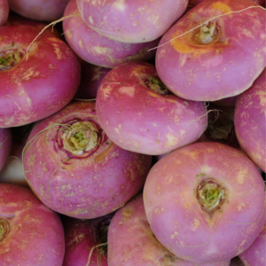 Close-up of a pile of vibrant purple turnips freshly harvested.