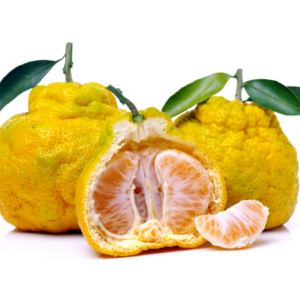 Article: Growing Citrus trees.. Pic - Rough-skinned ugli fruit with a partially peeled one revealing segments and a single segment detached