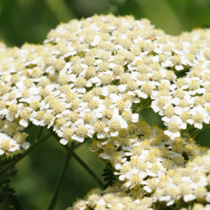Article: Yarrow Companion Plants. Pic - Close-up image of a cluster of white yarrow flowers in full bloom.