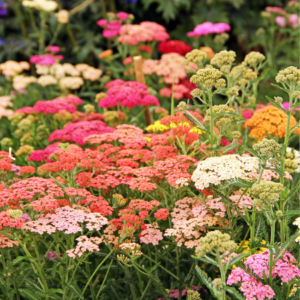 Article: Yarrow Companion Plants. Pic - A lush display of yarrow flowers in varying shades including pink, red, and cream, blooming in a garden.