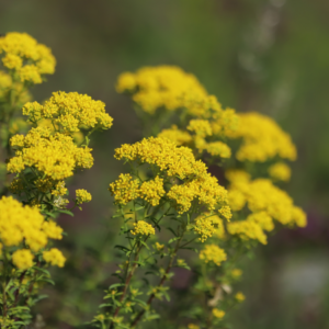 Article: Yarrow Companion Plants. Pic - Bright yellow yarrow flowers clustered in bloom against a soft-focused natural background.