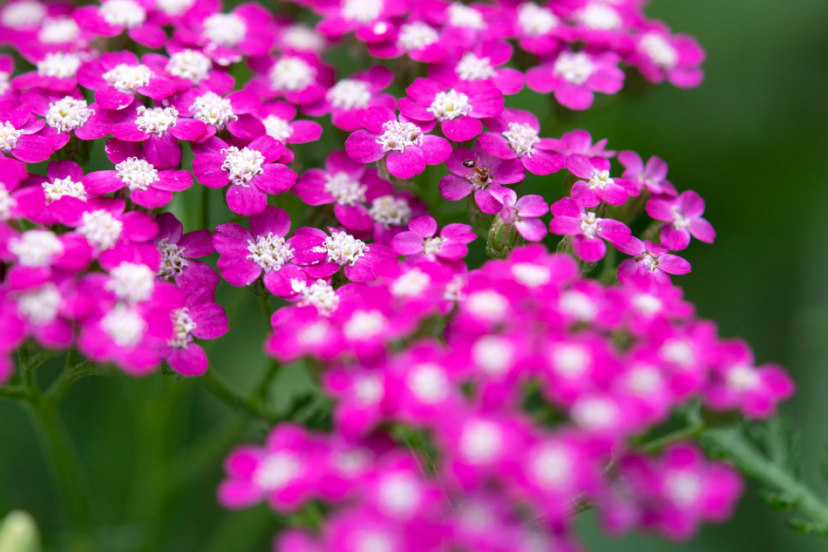 Close-up of bright cerise yarrow flowers with detailed visible petals and green leaves.