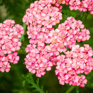 Article: Yarrow Companion Plants. Pic - Vibrant pink yarrow flowers clustered together, showcasing small, intricate details.Caption: The charming pink hues of yarrow flowers add a splash of color to any garden setting.