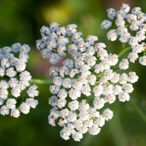 Article: Yarrow Companion Plants. Pic - Close-up of white yarrow flowers with small, detailed blossoms against a soft green background.