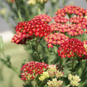 Article: Yarrow Companion Plants. Pic - Vibrant red yarrow flowers in full bloom, set against a backdrop of soft green foliage.