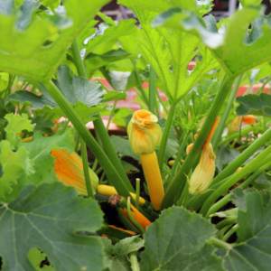 Yellow zucchini with blossoms amidst green leaves