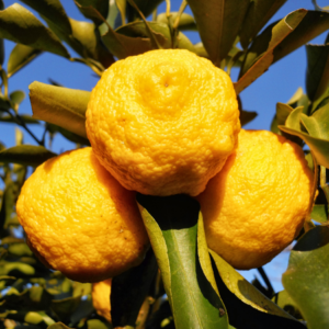 Article: Growing Citrus trees.. Pic -  Cluster of yuzu fruits hanging on a branch against a clear blue sky.