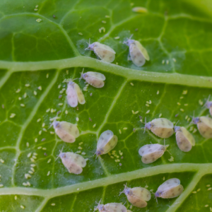 Articke: Exterminate Whitefly Populations. Pic - Several whiteflies clustered on the bright green surface of a leaf, with visible plant veins.