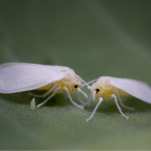 Two whiteflies facing each other on a green leaf, with detailed view of their yellow bodies and white wings.