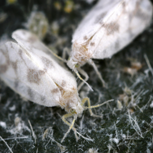 Article: Uncommon Techniques To Banish White Flies. PIc - Close-up image of two whiteflies on a leaf, showing their fuzzy white bodies and delicate wings.
