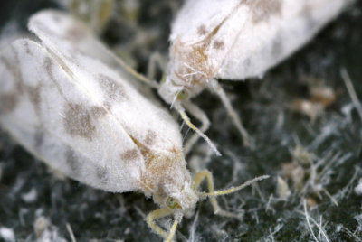 Close-up image of two whiteflies on a leaf, showing their fuzzy white bodies and delicate wings.