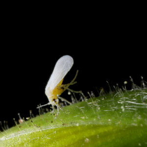 Article: Uncommon Techniques To Banish White Flies. PIc - A whitefly perched on the edge of a green leaf, with tiny hairs visible on the leaf's surface against a dark background.