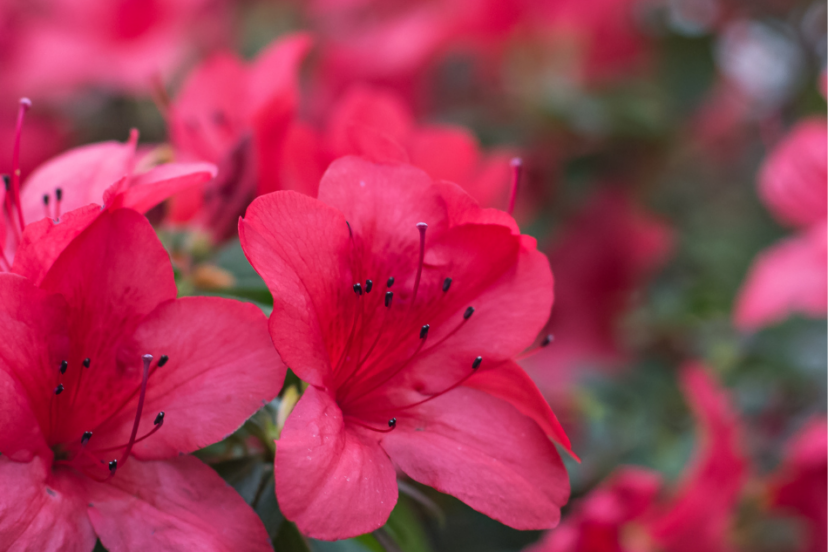 "Close-up of vibrant red azalea flowers with delicate petals and prominent black stamens, set against a blurred floral background."