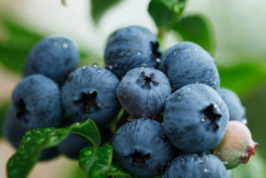 "Close-up view of ripe blueberries clustered on the branch, glistening with dew, surrounded by lush green leaves."