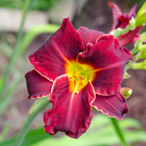 Artilcle: Daylily Companion Plants. Pic - "A close-up of a deep red daylily with a bright yellow center, in a garden setting."